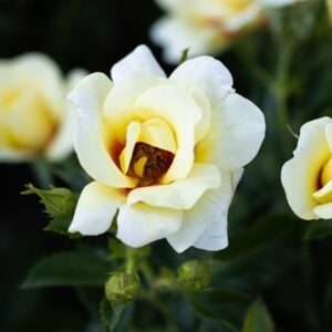 Rosa Glorious Babylon Eyes ('Intereybabolg')