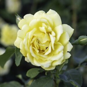 Rosa Golden Gate ('Korgolgat')