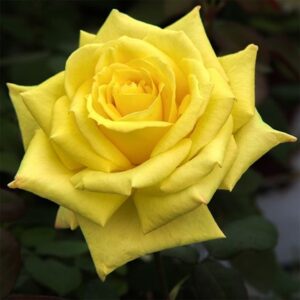 Rosa Golden Parfum de Provence ('Meifazedal') (HT)
