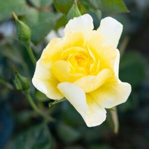 Rosa Golden Showers