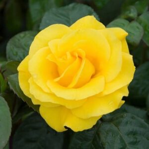 Rosa Golden Wedding ('Arokris') (PBR)