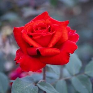 Rosa Graf Lennart ('Meisoyris')