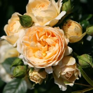 Rosa Happy Birthday