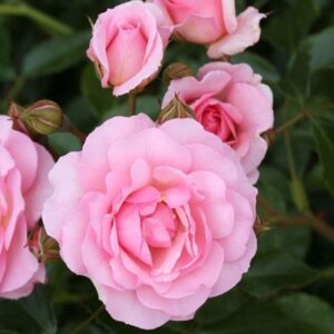Rosa Happy Retirement ('Tantoras') (PBR)