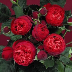 Rosa Hope and Glory ('Tan01360') (HT)