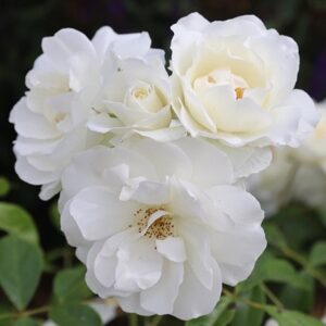 Rosa Iceberg ('Korbin')