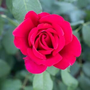 Rosa Jubilé Papa Meilland ('Meiceazar') (HT)