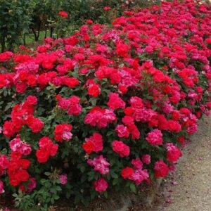 Rosa Knock Out ('Radrazz') (s)