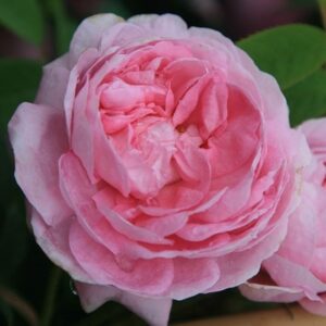 Rosa Königin von Dänemark