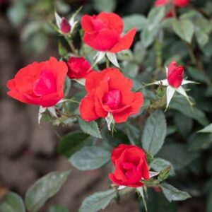Rosa La Sevillana plus