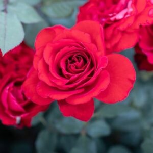 Rosa Lady in Red ('Sealady')
