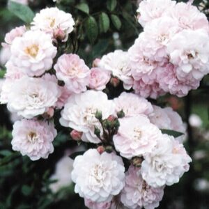 Rosa Little Rambler ('Chewramb') (PBR)