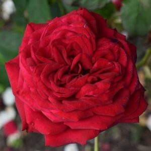 Rosa Loving Memory ('Korgund81')