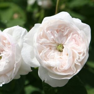 Rosa Madame Hardy