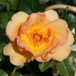 Rosa Maigold