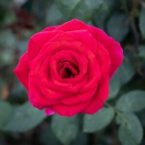 Rosa 'Mister Lincoln' (HT)