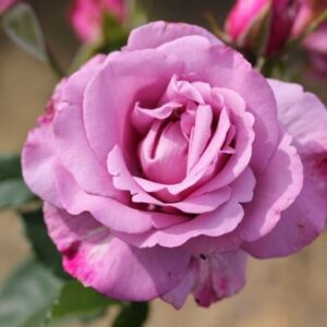 Rosa My Lovely Dad ('Fryniche') (PBR)