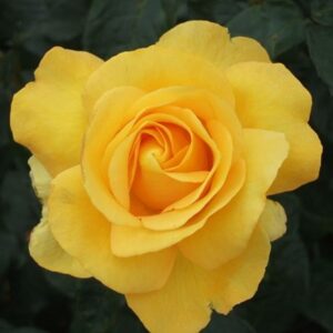 Rosa My Lovely Mum ('Fryflorida')
