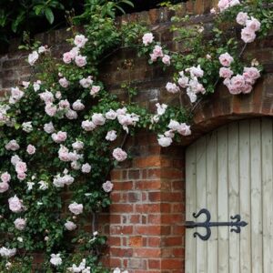 Rosa New Dawn