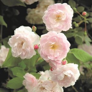 Rosa Noisette Carnée