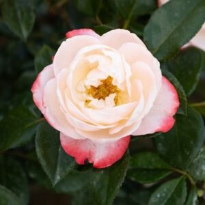 Rosa Nostalgia ('Taneiglat')
