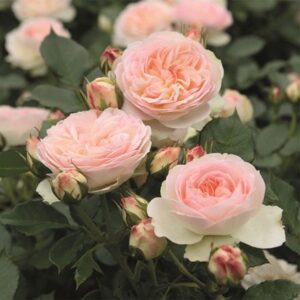 Rosa Pastella ('Tan98130') (F)