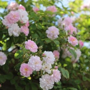 Rosa Paul's Himalayan Musk