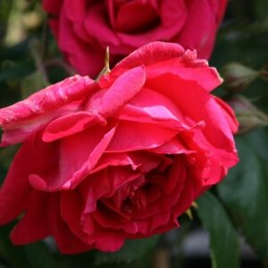 Rosa Paul's Scarlet Climber