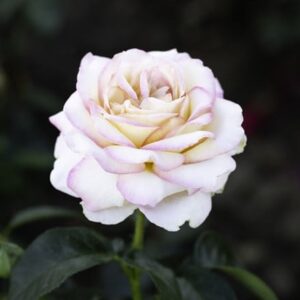 Rosa Peace ('Madame A. Meilland')