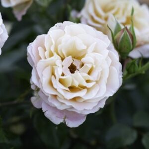 Rosa Rekord Cubana | Shrub Rose