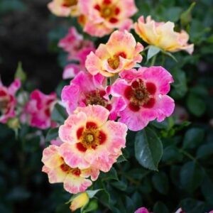 Rosa Sunshine Babylon Eyes ('Intereybabnus') (s)