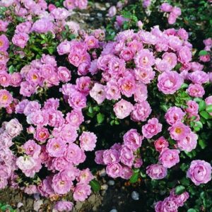 Rosa Surrey ('Korlanum')