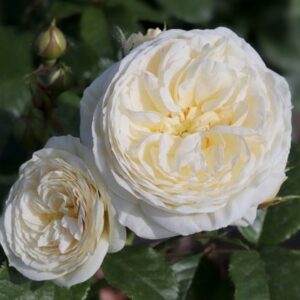 Rosa Sweet Child of Mine ('Tan04220') (PBR)