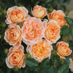 Rosa Sweet Dream ('Fryminicot')