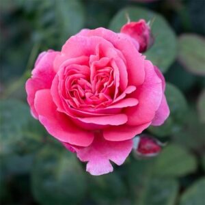 Rosa Sweet Parfum de Provence ('Meiclusif') (HT)
