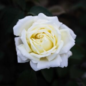 Rosa The Diamond Wedding Rose ('Meidiaphaz') (HT)