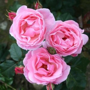 Rosa The Queen Elizabeth