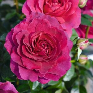 Rosa Timeless Purple ('Noa38121') (PBR)