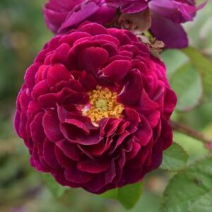 Rosa Tuscany Superb
