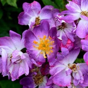 Rosa Veilchenblau