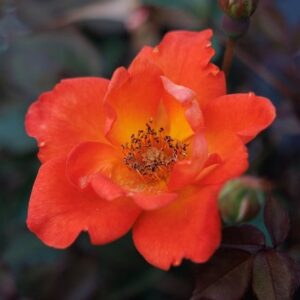 Rosa Warm Welcome ('Chewizz') (PBR)