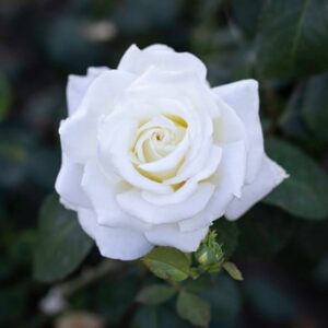 Rosa Wedding Rose ('Tan08087') (HT)