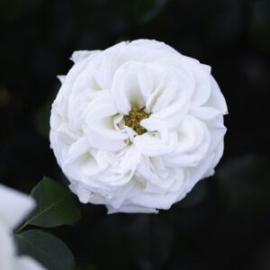 Rosa White Perfumella ('Meicalanq') (PBR)