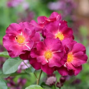 Rosa Wild Rover ('Dichirap') (PBR)