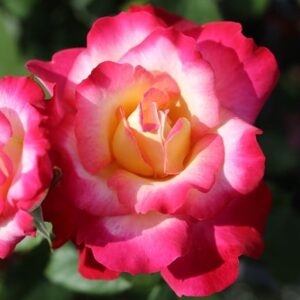Rosa You're My Everything