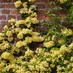 Rosa banksiae Lutea
