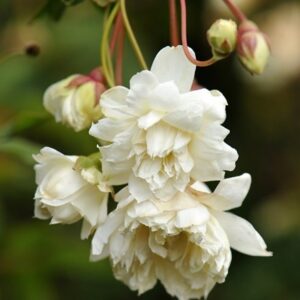 Rosa banksiae var. banksiae