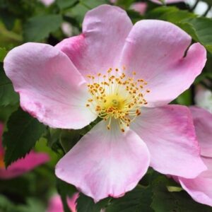 Rosa canina