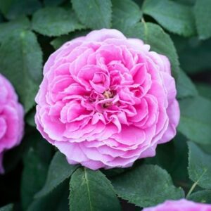 Rosa × centifolia