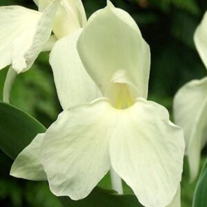 Roscoea Harvington Raw Silk